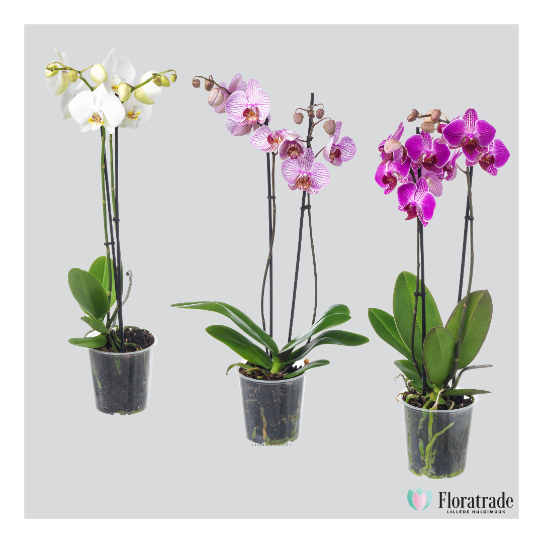 Phalaenopsis.png (696 KB)